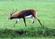 Picture of Black Lechwe