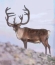 Picture of tarandus