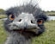 Picture of Emu