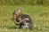 Picture of bunnyhunter